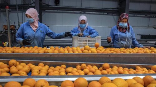 تصدير البرتقال المصري